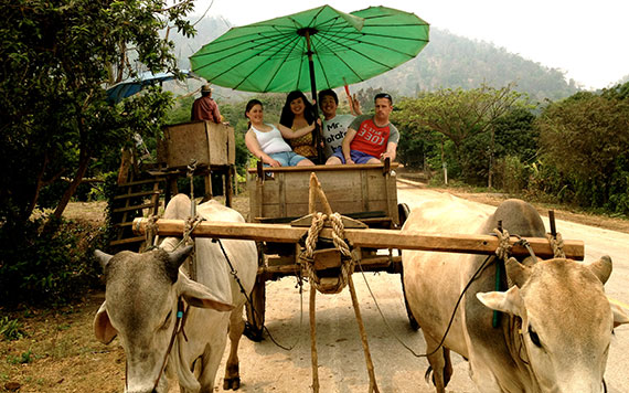 Chiang Mai Full Day Elephant Safari & Ox-Cart Ride